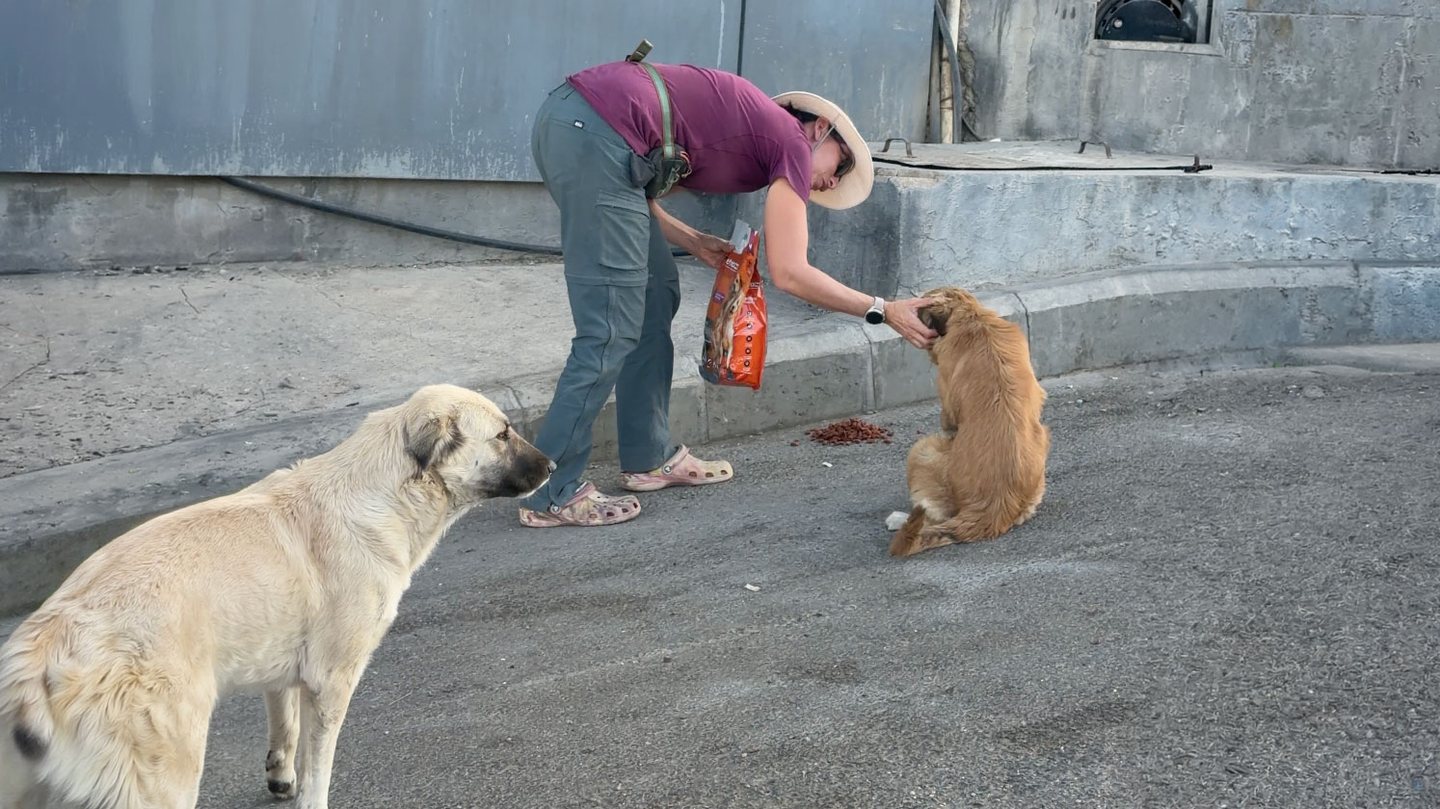 Sandra Zinovyev feeding stray dogs with a bag of food -- co-founder of Just Care More and the driving force behind Feed A Stray A Day